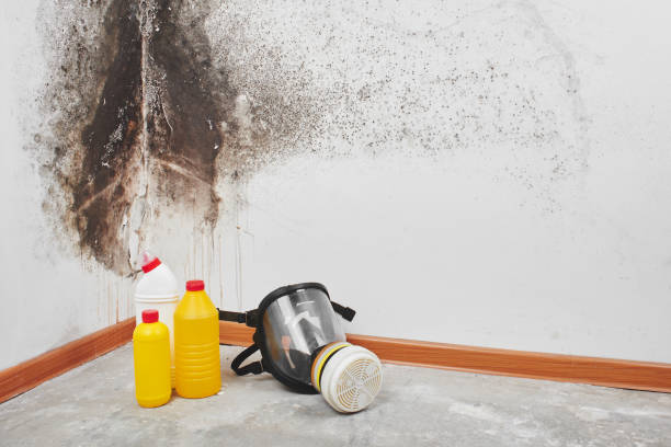 Best Crawl Space Mold Removal  in Bayville, NY