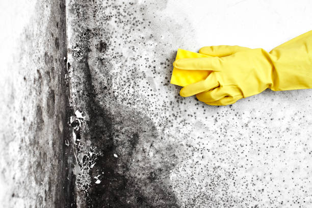 Best Residential Mold Removal  in Bayville, NY