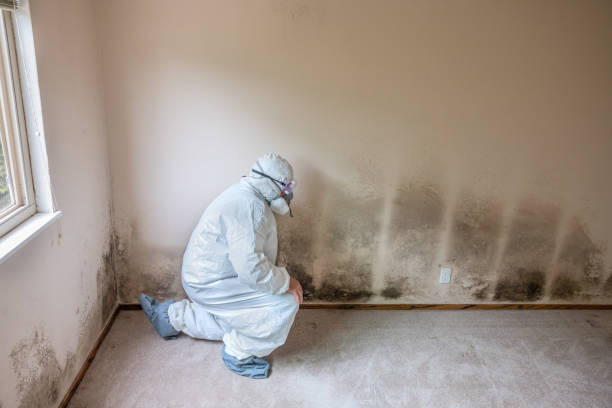 Best Commercial Mold Removal  in Bayville, NY