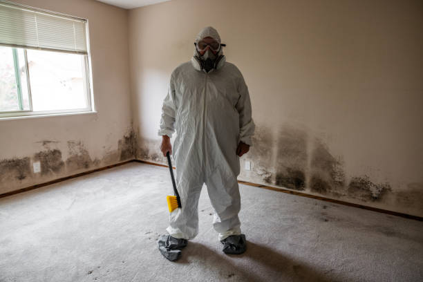 Best Toxic Mold Removal  in Bayville, NY