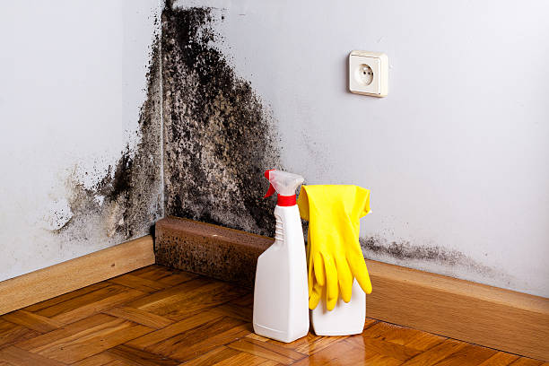 Best Attic Mold Removal  in Bayville, NY
