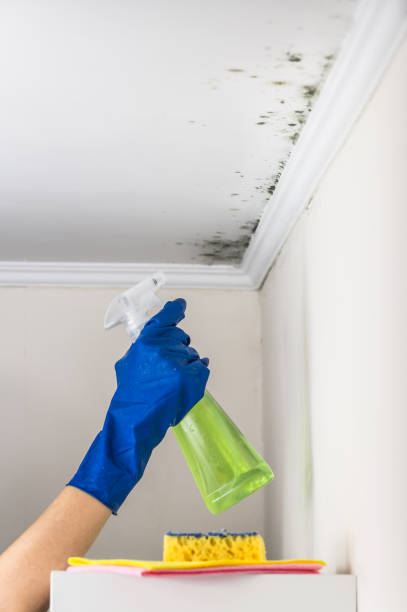 Best Fast Mold Removal  in Bayville, NY