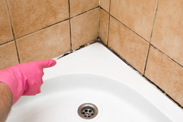 Best Mold Remediation  in Bayville, NY